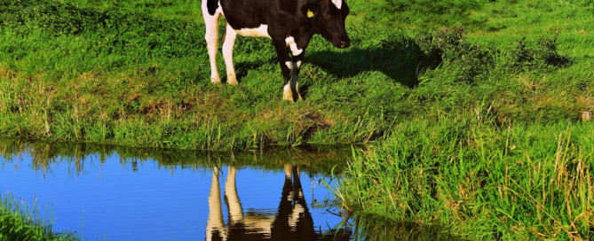 QuickScan Stikstofproblematiek QuickScan Stikstofproblematiek