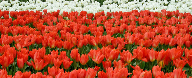 Steun agrarische sector met voorrang aan te vragen Steun agrarische sector met voorrang aan te vragen