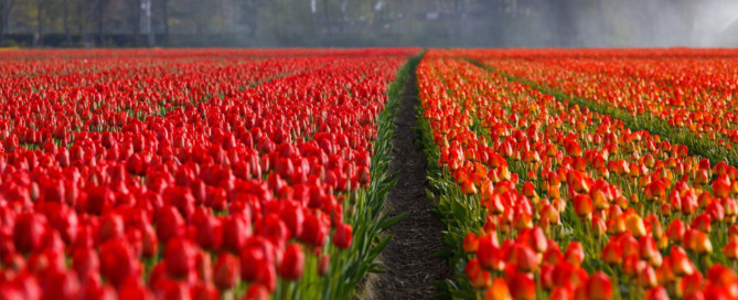 Extra tijd definitieve Coronasteun land- en tuinbouw tot 31 oktober Extra tijd definitieve Coronasteun land- en tuinbouw tot 31 oktober