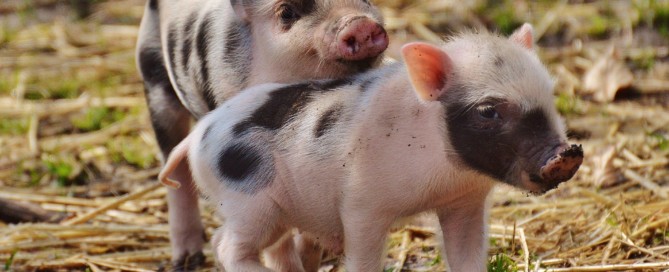 Vrijwillige opkoopregeling agrarische bedrijven gestart Vrijwillige opkoopregeling agrarische bedrijven gestart