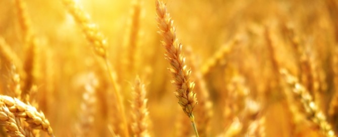 175 miljoen euro beschikbaar voor duurzamere landbouw 175 miljoen euro beschikbaar voor duurzamere landbouw