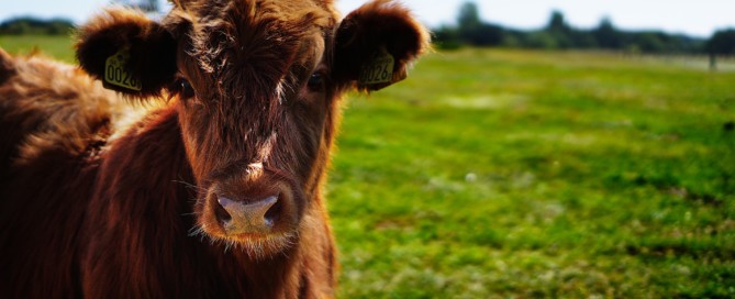 Actuele rekenmodule waarde going concern agrarische sector Actuele rekenmodule waarde going concern agrarische sector