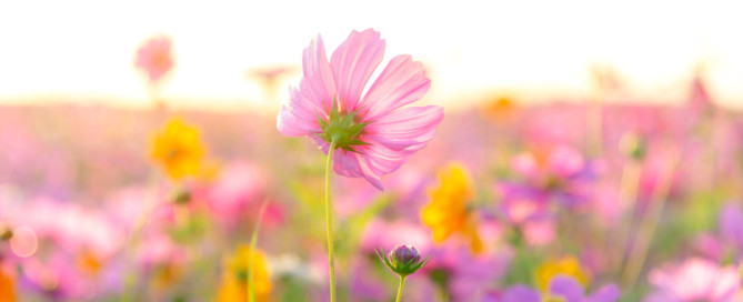 Nieuwsbrief maart 2021 Nieuwsbrief maart 2021