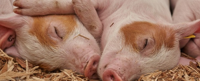 Strenge eisen Milieulijst niet altijd fataal Strenge eisen Milieulijst niet altijd fataal