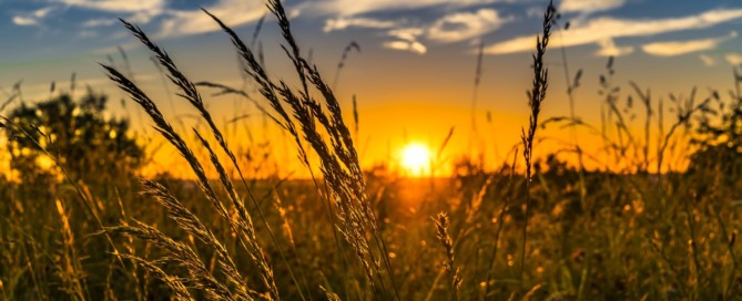 Fiscus maakt normen verpachting landbouwgrond 2021 bekend Fiscus maakt normen verpachting landbouwgrond 2021 bekend