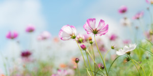 Nieuwsbrief april 2022