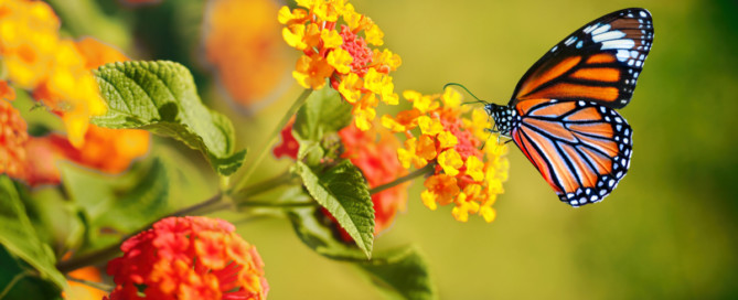 Nieuwsbrief juli 2022 Nieuwsbrief juli 2022