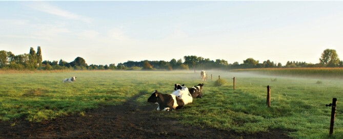Herinvesteringsreserve van toepassing op fosfaatrechten? Herinvesteringsreserve van toepassing op fosfaatrechten?