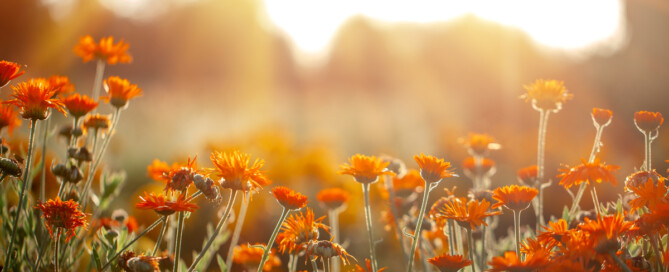 Nieuwsbrief juni 2023 Nieuwsbrief juni 2023