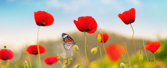 Nieuwsbrief juli 2023 Nieuwsbrief juli 2023