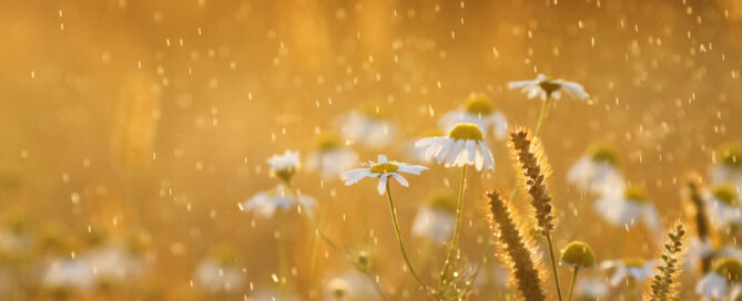 Nieuwsbrief mei 2024 Nieuwsbrief mei 2024