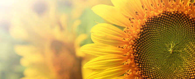 Nieuwsbrief juli 2024 Nieuwsbrief juli 2024