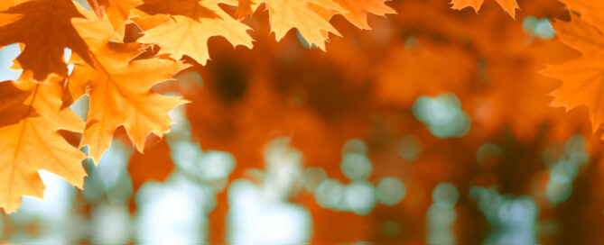 Nieuwsbrief oktober 2024 Nieuwsbrief oktober 2024