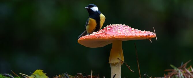 Nieuwsbrief november 2024 Nieuwsbrief november 2024