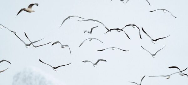 Nieuwsbrief februari 2025 Nieuwsbrief februari 2025