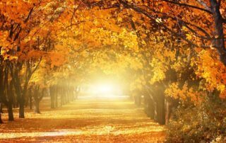 Nieuwsbrief november 2025