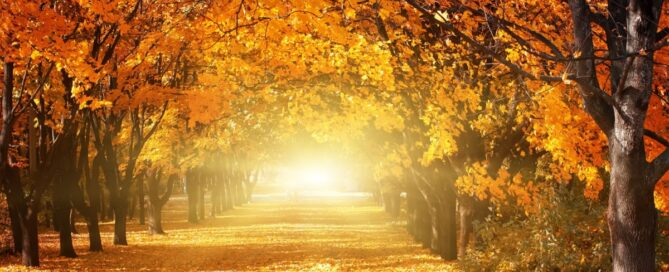 Nieuwsbrief november 2025 Nieuwsbrief november 2025