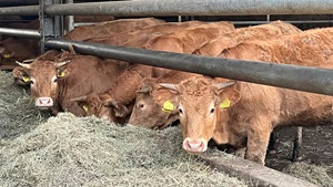 Verbod op uitzendkrachten in de vleesindustrie