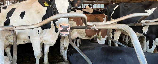 Subsidie extensivering melkveehouderij (SEM) verlengd Subsidie extensivering melkveehouderij (SEM) verlengd