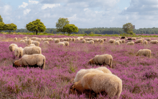 Nieuwsbrief oktober 2026
