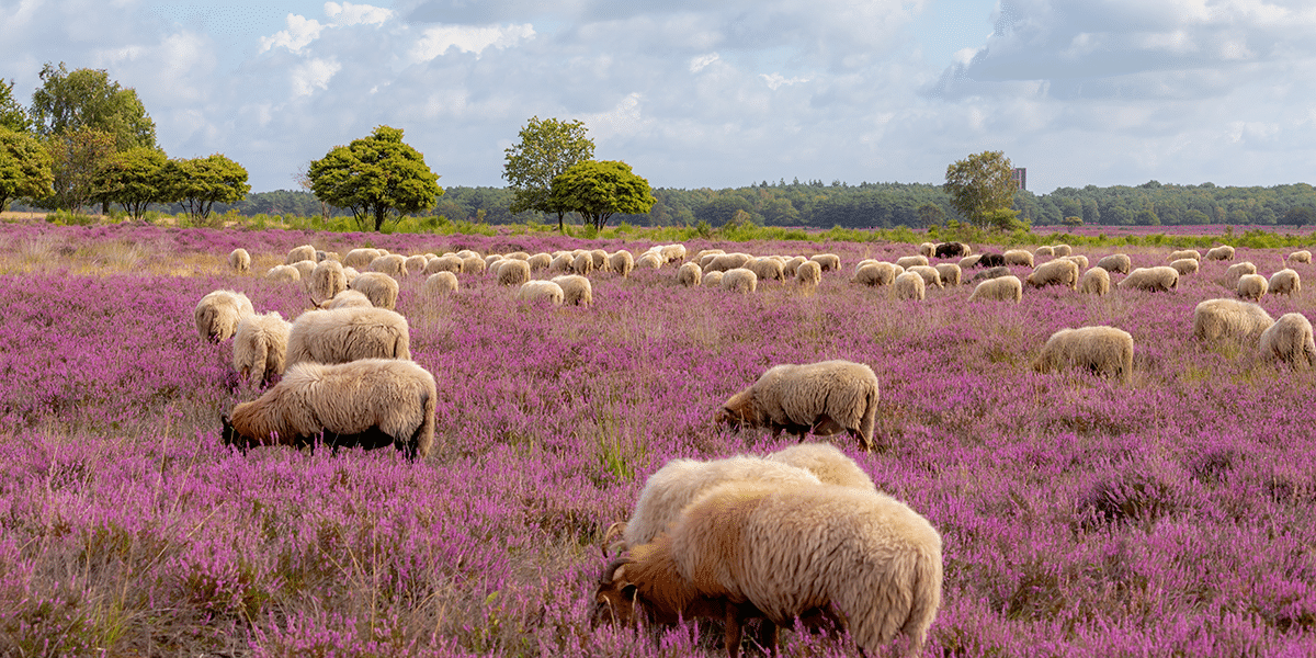 Nieuwsbrief oktober 2026